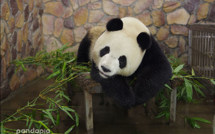 熊猫ページ 桜咲く on X