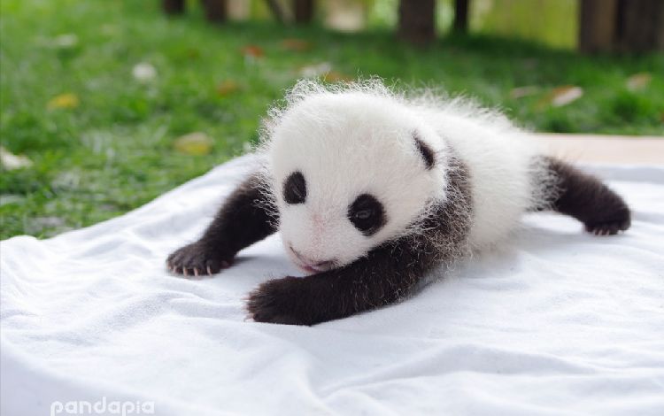 熊猫主页