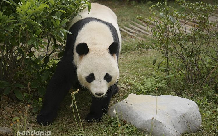 熊猫主页