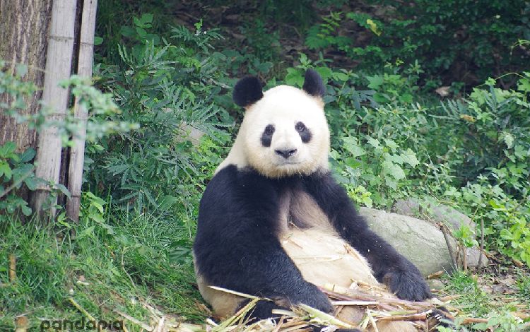 熊猫ページ Baby_Panda_2 (Akira_Yoshizawa).jpg