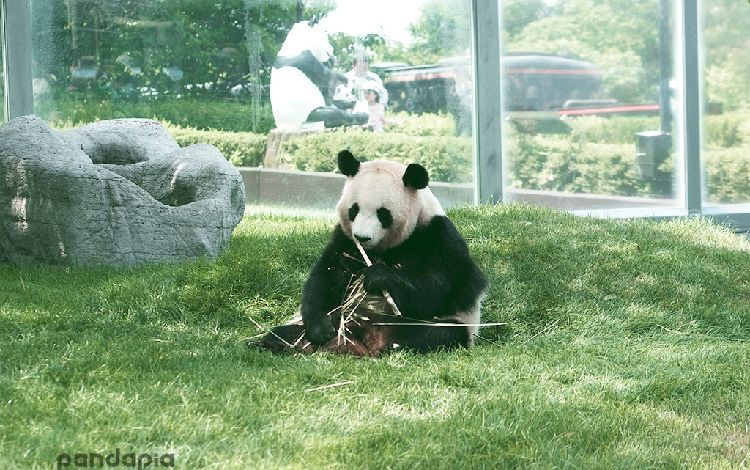 熊猫ページ 熊猫主页