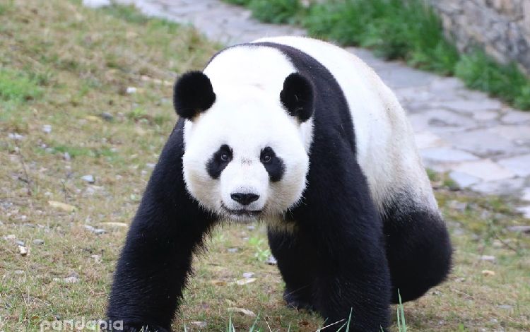 熊猫主页