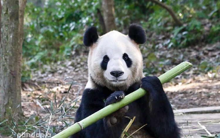 熊猫ページ EDWIN × ねこぺん日和 ぬいぐるみ ぺんちゃん – LINE FRIENDS