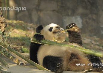 熊猫主页