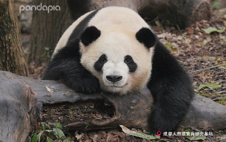 大熊猫 熊猫主页