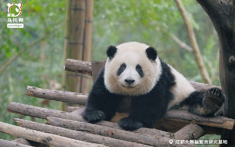 【レア品！新品・未使用品】和花ちゃん視点の限定品写真集「大熊猫的朋友圏」 レア品！新品・未使用品】和花ちゃん視点の限定品写真集「大