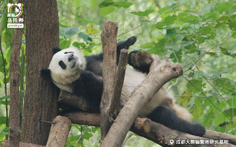 熊猫ページ 吉徳 ぬいぐるみ 幸福大熊猫 しんふーぱんだ シンフーパンダS