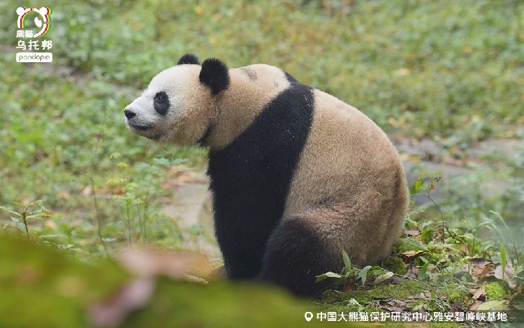熊猫⭐︎ loz 熊猫🐼折叠街景那款是你心中❤️最爱小耙花坊🌷（Mr. PA联名
