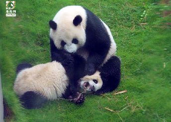 熊猫主页