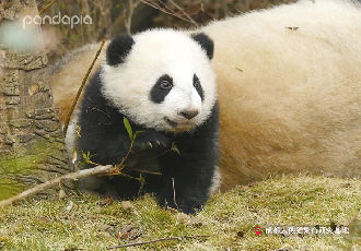 取消 最近搜索 相关团子 综合 熊猫 视频 帖子 小组 金玉 热门 美味盆盆奶 帮主家捡青团的 25 中秋大餐来啦 奶爸奶妈手艺大比拼仍在继续 今天还有抽象or写意派绘图 不知道大家有没有看懂画的什么 祝大家中秋快乐 1 4p熊猫基地中秋丰容 5 9p济南野生