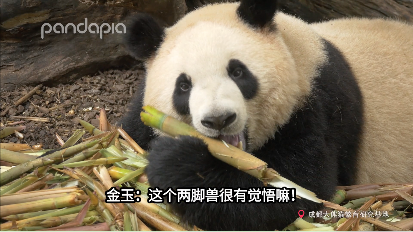 一起来近距离围观金玉大脸吃播吧
